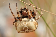 Araneus grossus