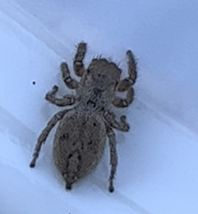 Habronattus