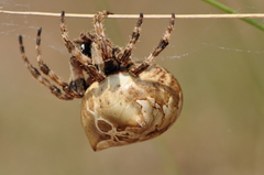 Araneus grossus