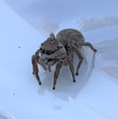 Habronattus