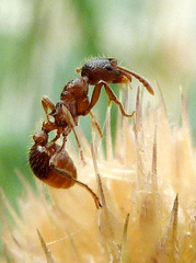 Myrmica rubra