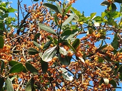 Phoradendron quadrangulare