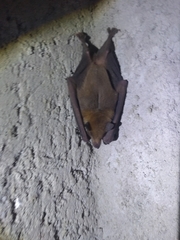 Leptonycteris yerbabuenae
