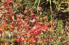 Euphorbia macrocarpa