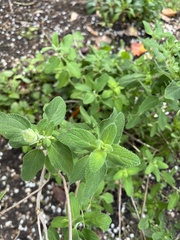 Salvia chamaedryoides