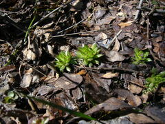 Sempervivum caucasicum