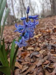 Hyacinthus orientalis