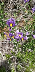 Solanum parishii