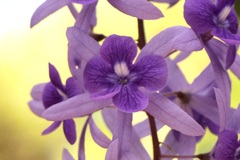Petrea volubilis