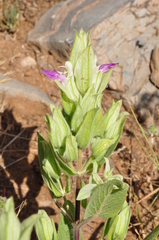 Salvia macrochlamys