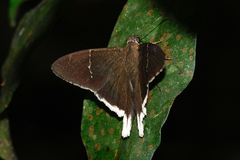 Murgaria albimargo