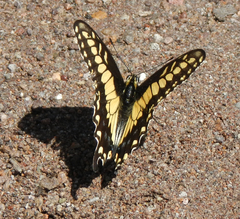 Papilio