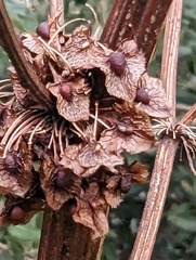 Rumex cristatus