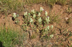 Salvia macrochlamys