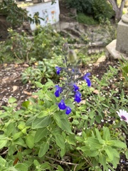 Salvia chamaedryoides