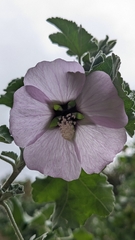 Malva subovata