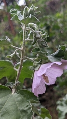 Malva subovata