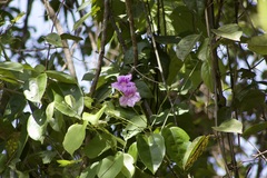 Fridericia