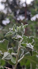Malva subovata