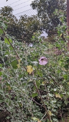 Malva subovata