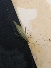 Oecanthus argentinus