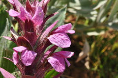 Acanthus dioscoridis