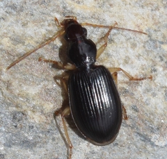 Paranchus albipes