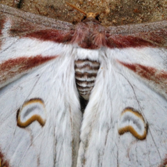 Epiphora albidus