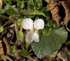 Viola alba