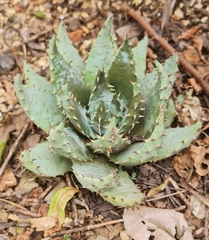 Aloe peglerae