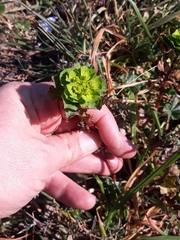 Euphorbia