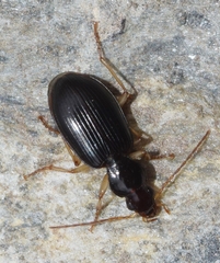 Paranchus albipes