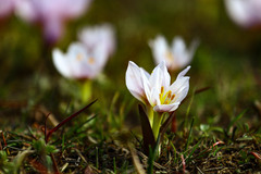 Colchicum