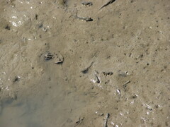 Periophthalmus argentilineatus