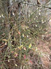 Vaccinium elliottii