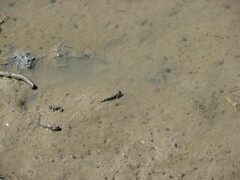 Periophthalmus argentilineatus