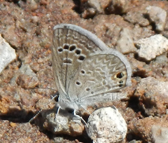 Echinargus isola