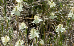 Platystemon californicus
