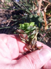 Euphorbia