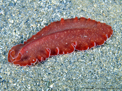 Yungia aurantiaca