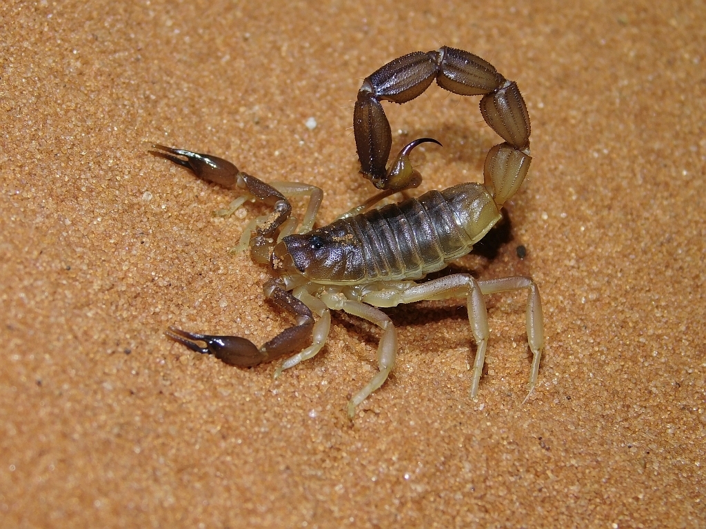 Kalahari Thicktail Scorpion