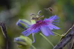 Passiflora cincinnata
