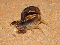 Parabuthus kalaharicus