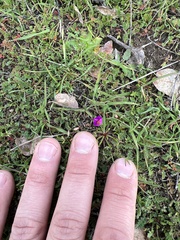 Calandrinia menziesii