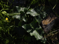 Arum palaestinum