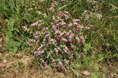 Lotus gebelia