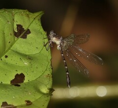 Heliogomphus