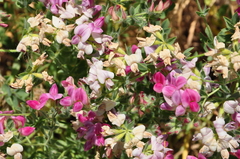Lotus gebelia
