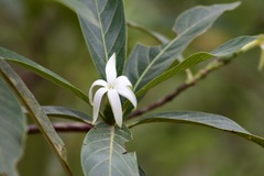 Tocoyena