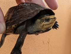 Kinosternon scorpioides scorpioides